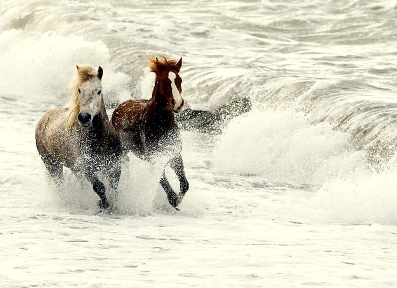 Wave Runners, beach, water, 2 horses, running, spray, waves, sea, HD wallpaper