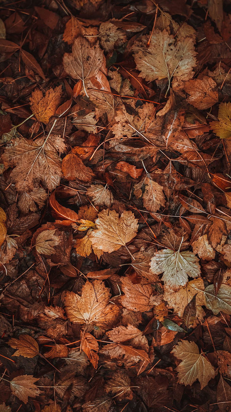 leaves, nature, plants, HD phone wallpaper