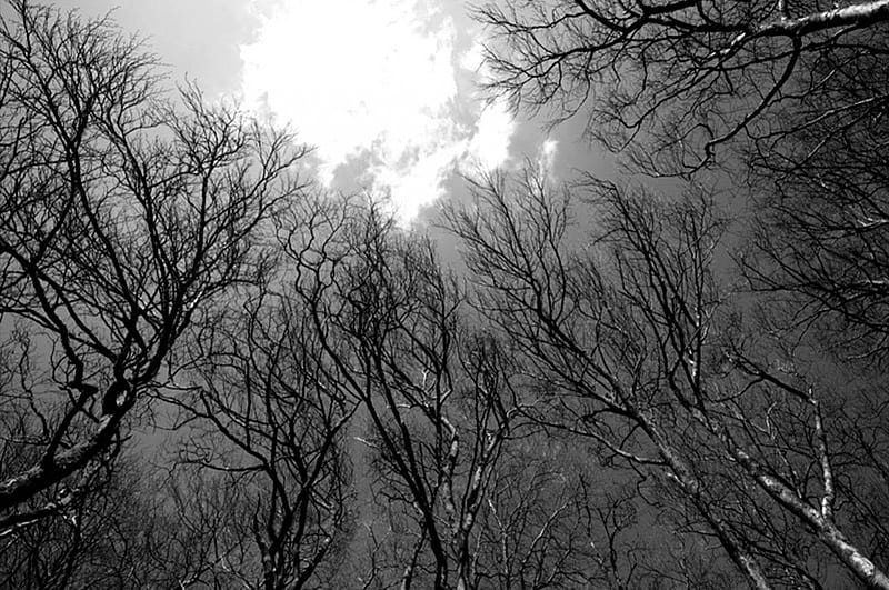 Wintry Trees, upwards view, grey tones, bare trees, winter, HD wallpaper