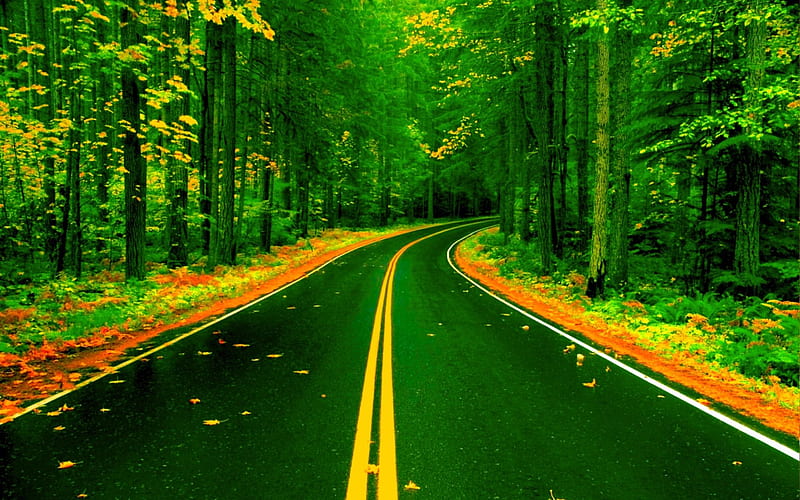 FOREST ROAD, forest, nature, leaves, road, HD wallpaper