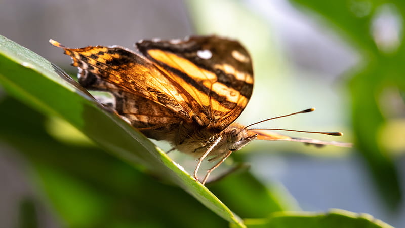 Animal, Butterfly, Insect, Macro, Wildlife, Wings, HD wallpaper