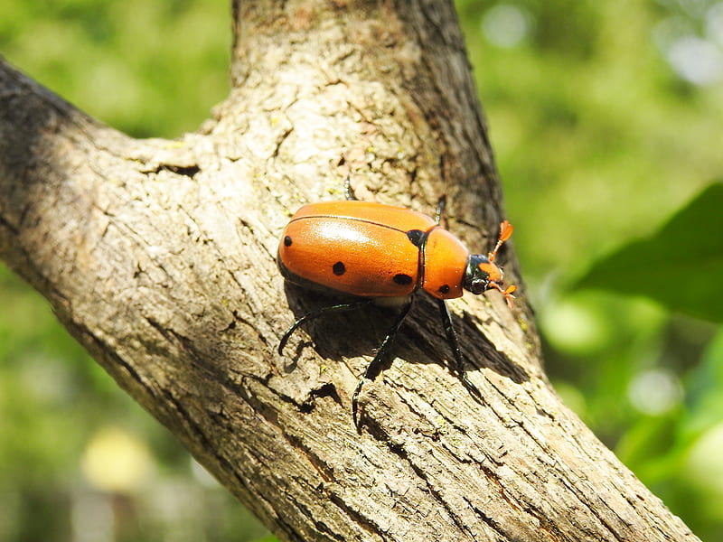 Orange Beetle On A Branch, Summer, Branch, graphy, Beetle, Nature, HD wallpaper