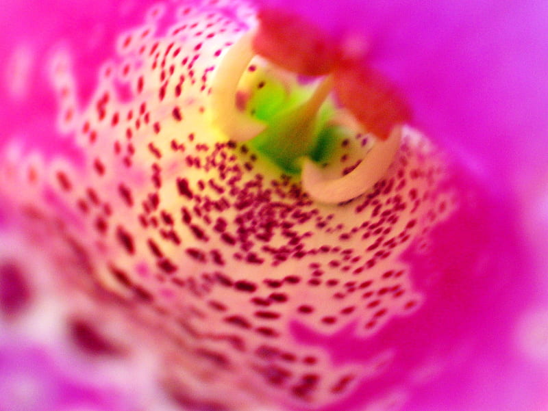 inside a foxglove, flower, blossom, pink, macro, HD wallpaper