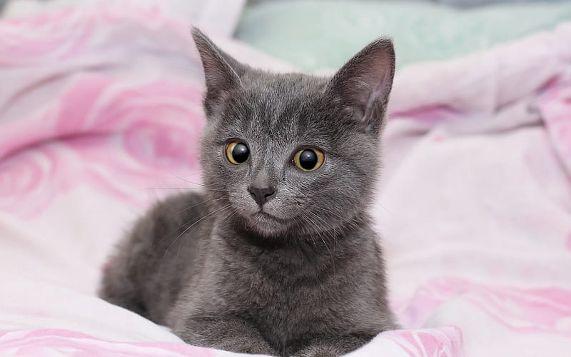 gray kitten, cute little animals, cats, pets, kittens, HD wallpaper