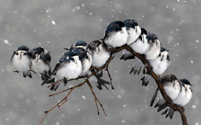 Cute Little Birds in Winter, Winged Creatures, Winter, Animals, Birds, HD wallpaper