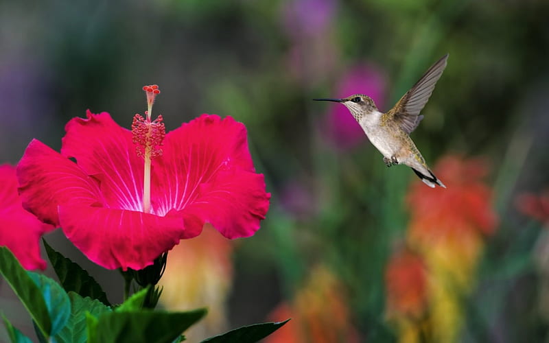 Humming-bird, red, bird, green, hibiscus, flower, HD wallpaper