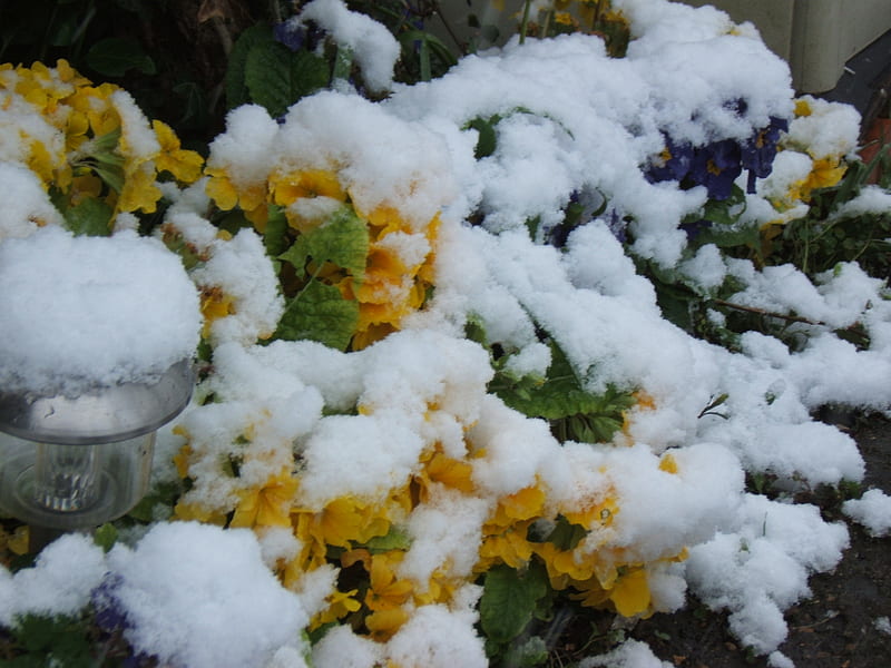 Flores nevadas, flor, naturaleza, nieve, invierno, Fondo de pantalla HD