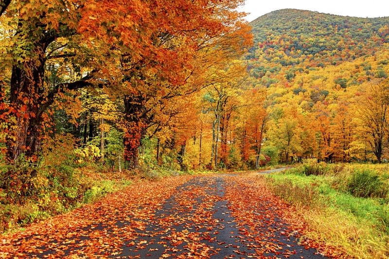 Autumn at British Columbia, fall, leaves, colors, road, trees