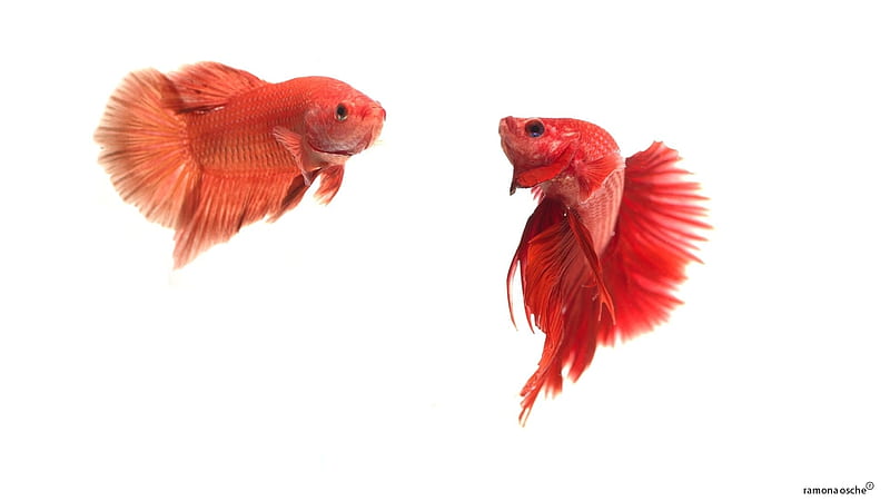 Betta Fish, Red, Aquarium, Male, Fish, Female, Betta, HD wallpaper