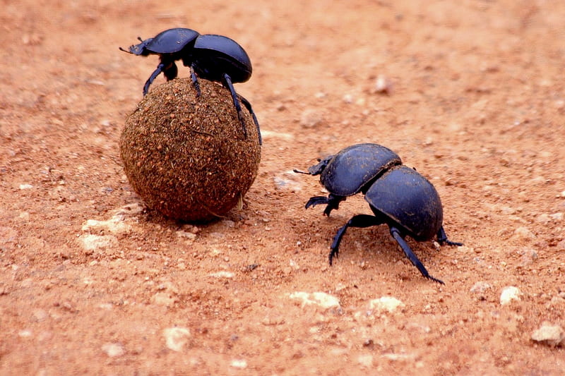 dung beetles, bugs, HD wallpaper