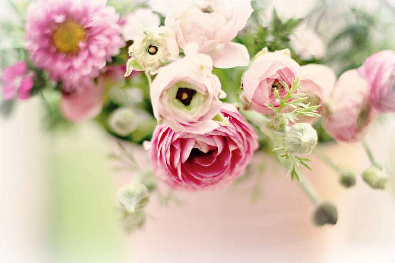 just love pink, still life, ranunculus, margaritas, vase, pink, HD wallpaper