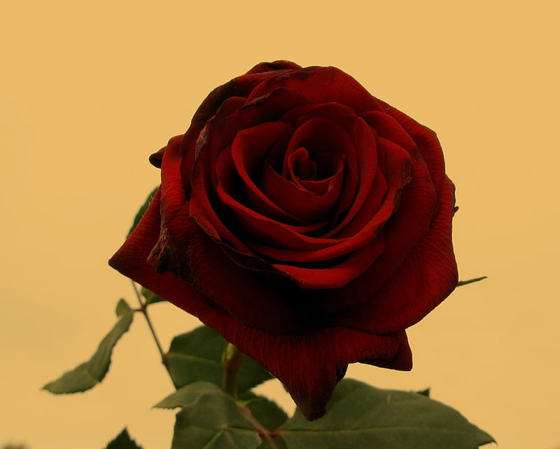 Deep Red Rose, flower, HD wallpaper