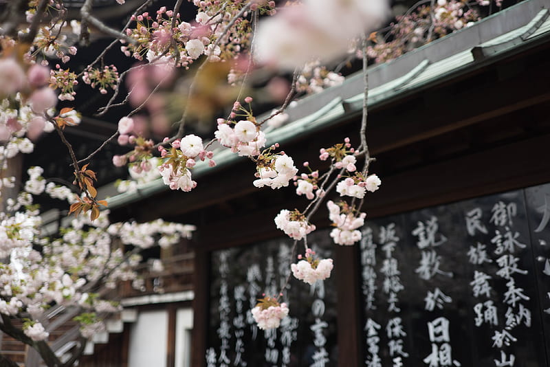 White cherry blossom hanging from a tree over an Asian-style roof, HD wallpaper