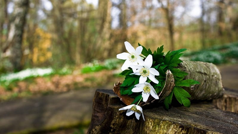 *white flowers*, flower arrangement, park, trunk, wood, HD wallpaper