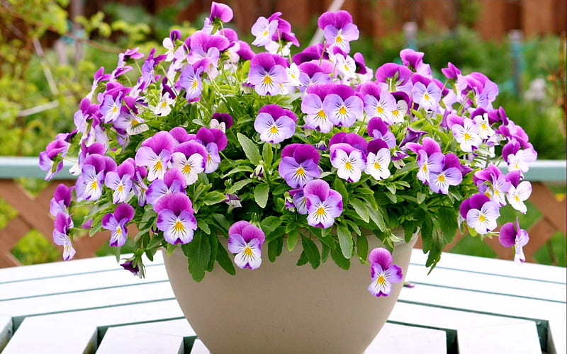 pansies flowers pots table-s, HD wallpaper