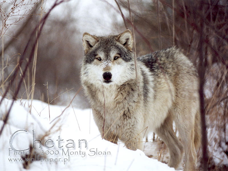 Chetan The Wolf, wolves in snow, wild wolves, snow, grey wolf, wolves, animals, HD wallpaper