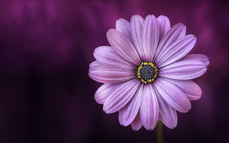 Purple Daisy Flower, purple, flowers, HD wallpaper