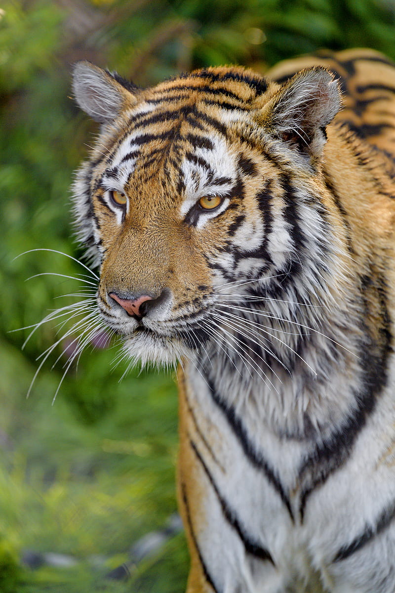 tiger, glance, muzzle, predator, big cat, HD phone wallpaper