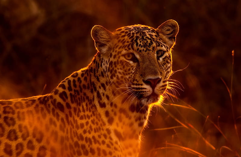 A 4K ultra HD mobile wallpaper showcasing a magnificent and regal African  Leopard, camouflaged amidst the dense foliage of its natural habitat, its  intense gaze revealing its predatory nature
