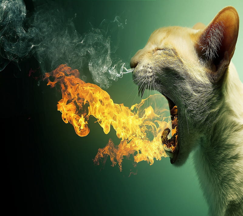 Flaming Cat, 2160x1920, HD wallpaper
