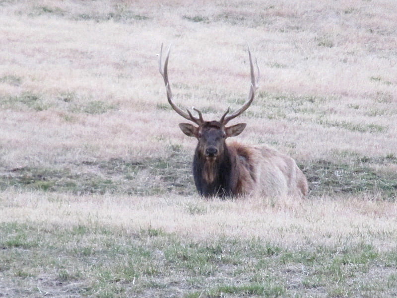 Bull Elk, nature, national forest, hiking, elk, HD wallpaper