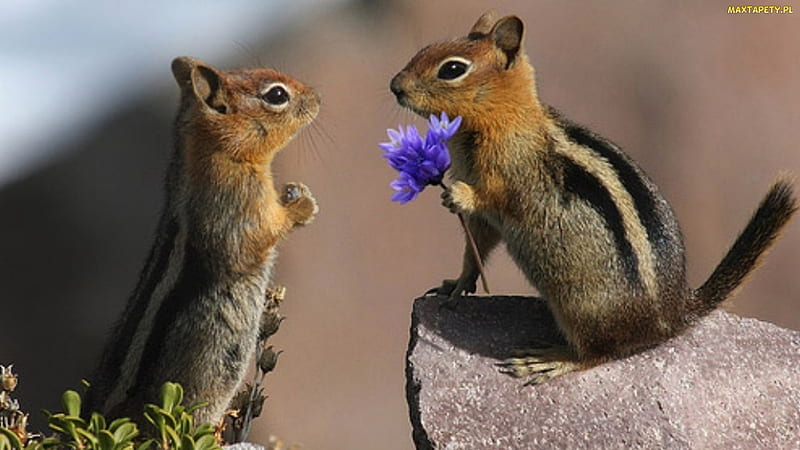 for me?, graphy, animals, love, squirrels, HD wallpaper