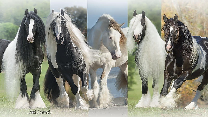 Discover the Magical Gypsy Vanner Horse Breed - (Videos, FAQs & Facts), HD wallpaper