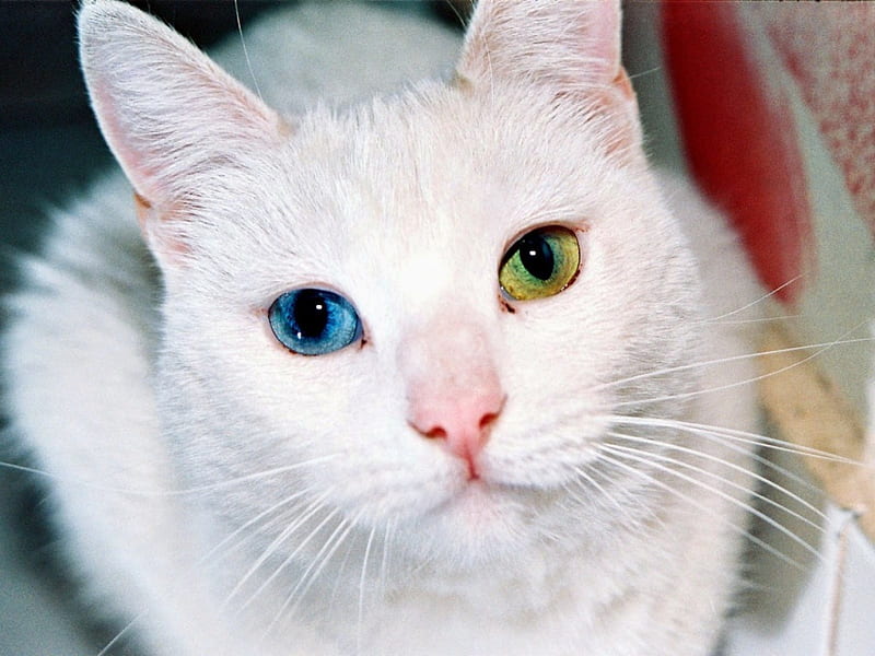 *White Kitty*, white cat, green eyes, adorable, animal, innocent, kitty cat, beauty, blue eyes, animals, kitty, unique, pets, loving, cat, feline, gaze, meow, eyes, cats, white, HD wallpaper