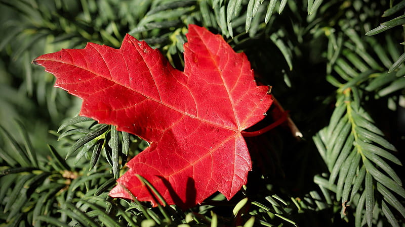 Red Leaf On Green Leaves Plant Nature, HD wallpaper