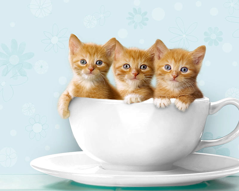 cute kittens, loveable, ginger, three, kittens, adorable, pets cute, in cup, coffee, cup, HD wallpaper