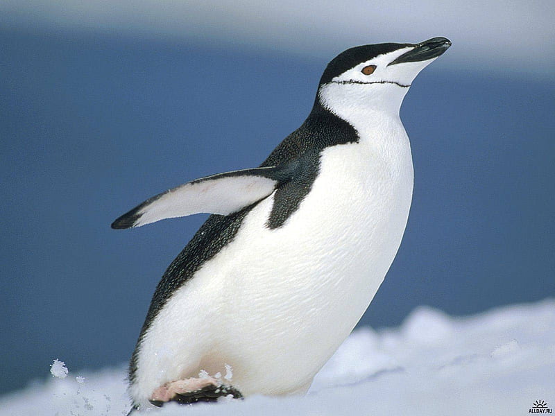Pinguin, polar, bird, antarctic, HD wallpaper