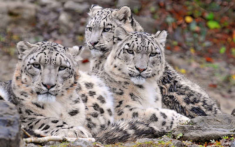 Beautiful Snow Leopard Family, family, feline, fur, wild, HD wallpaper | Peakpx