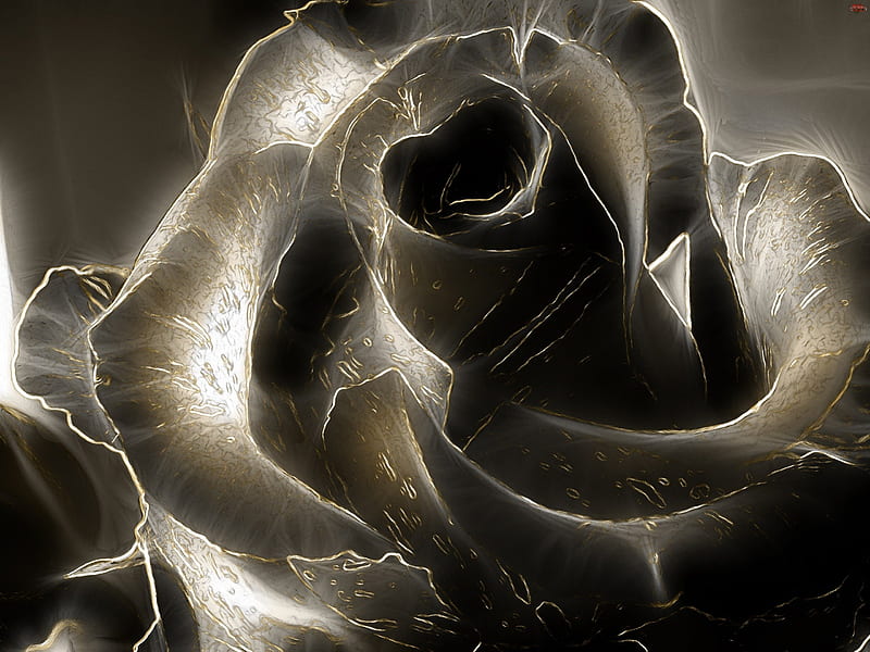 Black Rose velvet, high definition, background, seductive, lightness, multicolor, winning, bright, flowers, art, lovely, brightness, cena, black, sexy, abstract, cute, garden, hop, fullscreen, bewitching, artistic, colorful gray, velvet rose, black and white, engaging, artwork graphy, appealing, alluring, pistils, neon, light multi-coloured, view, colors, contrasts, roses, plants, attractive petals, colours, nature, enticing, pc, natural, scene, HD wallpaper