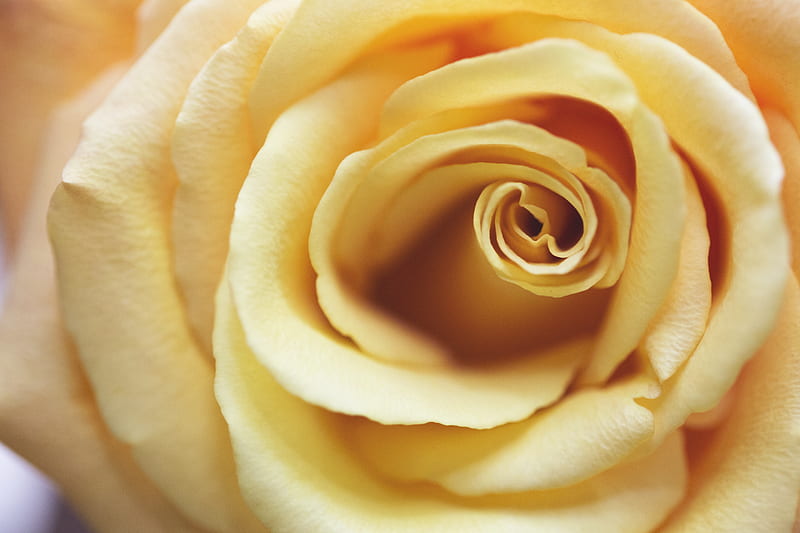 yellow rose flower, HD wallpaper