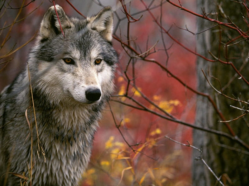 The Lookout Gray Wolf, lookout, Gray, nature, Wolf, animals, HD wallpaper