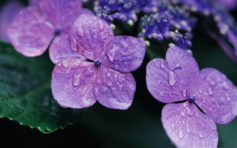 purple hydrangea-flowers, HD wallpaper