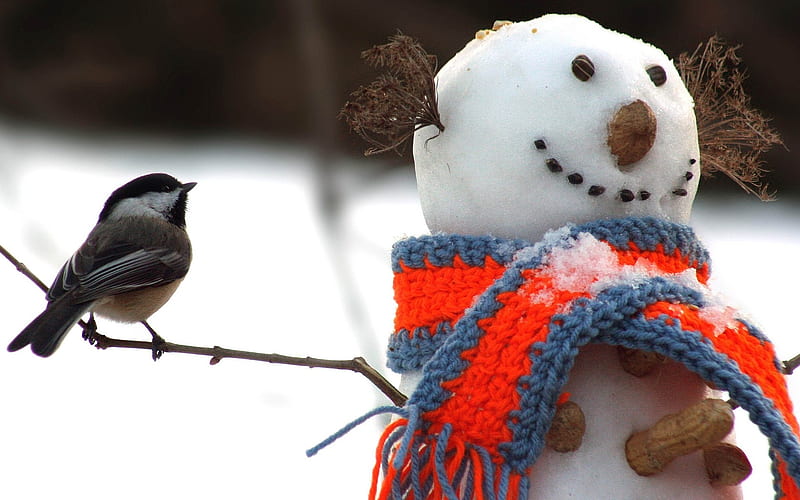 tomtit bird snowman-, HD wallpaper