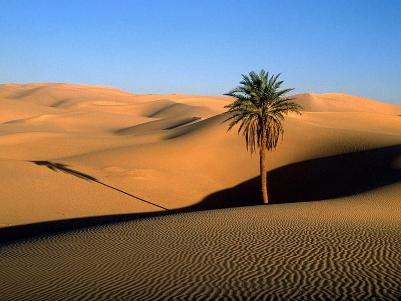 SANDS OF THE SAHARA, dunes, oasis, deserts, palm, barren, arid, isolation, africa, HD wallpaper