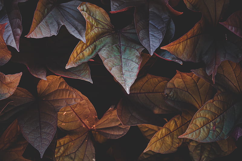 leaves, plant, cinnamon, HD wallpaper
