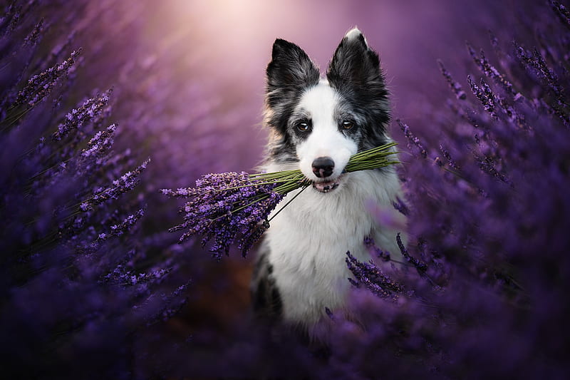 Dogs, Border Collie, Lavender, HD wallpaper | Peakpx