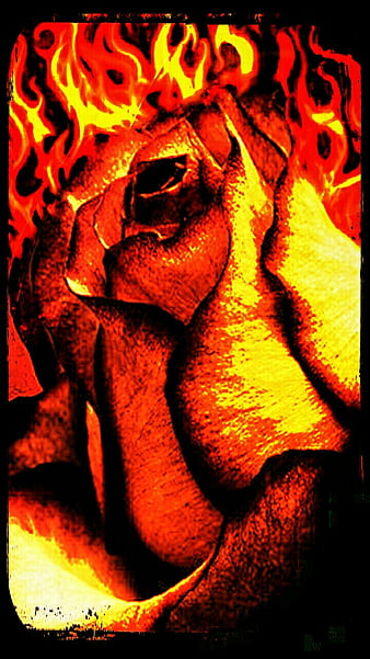 Burning Rose.