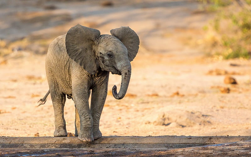 Little elephant, cute animals, Africa, wildlife, safari, elephants, HD wallpaper