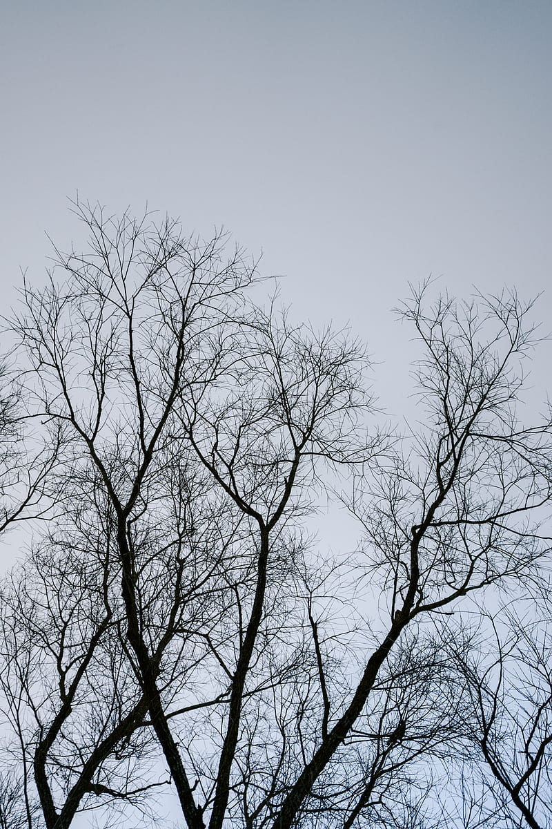 Leafless tree under gray sky, HD phone wallpaper | Peakpx