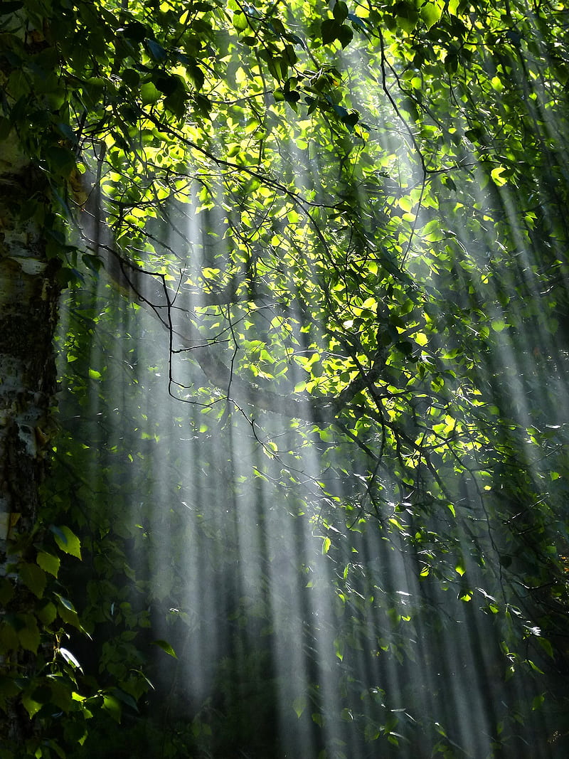 Forest Light, mysterious, forest, nature, light, sun rays, green, dream, HD phone wallpaper