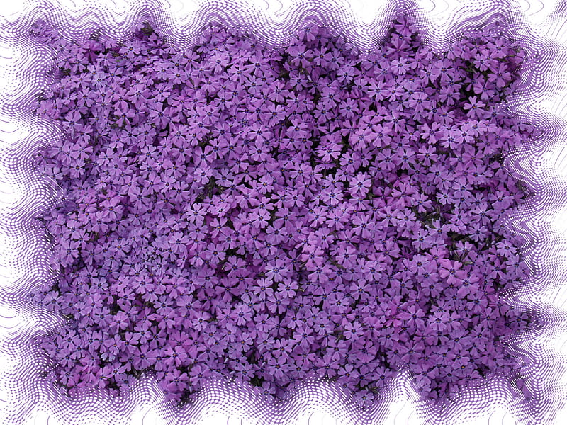 Bed of phlox , plant, bonito, spring, purple, plants, summer, flower, flowers, blooms, HD wallpaper