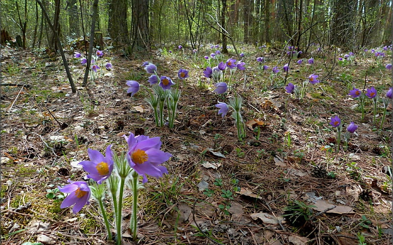 Pasqueflower in spring, forest, pasqueflower, flower, bonito, spring, violet, HD wallpaper