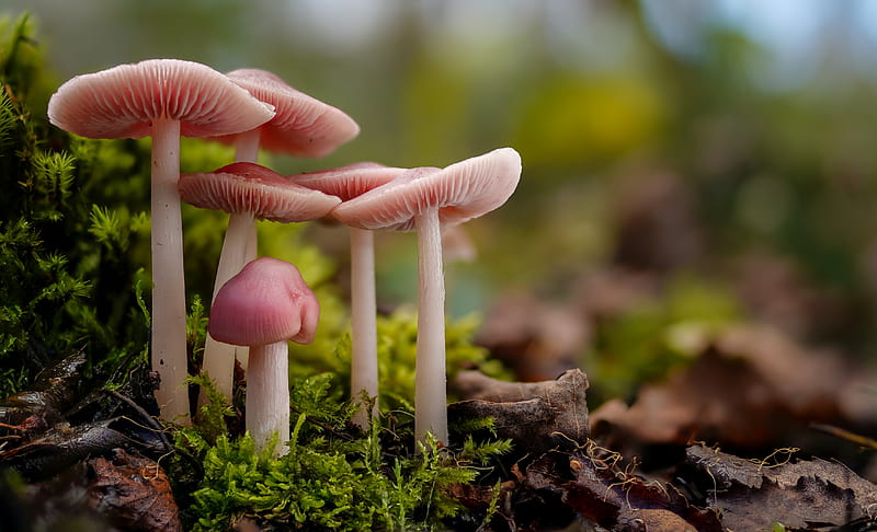 Earth, Mushroom, Macro, HD wallpaper | Peakpx