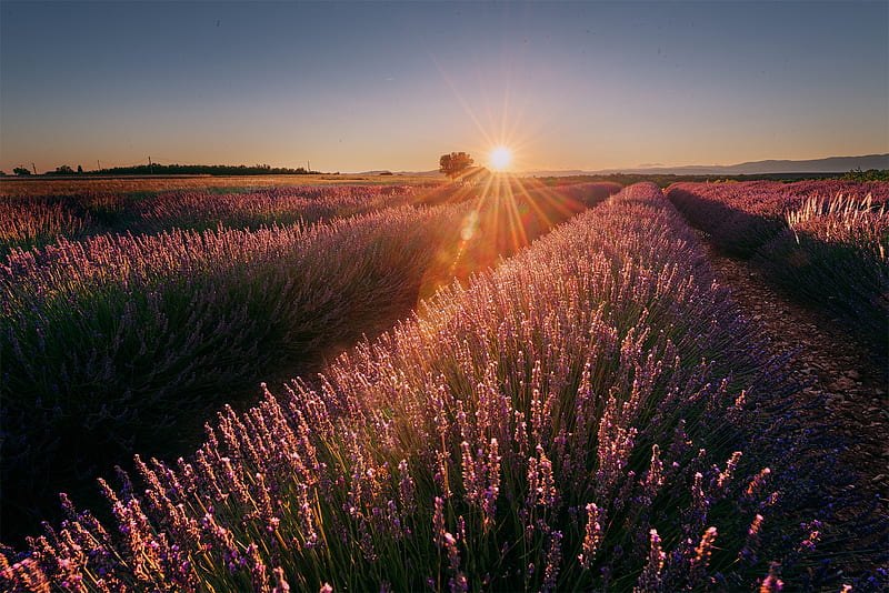 Flowers, Lavender, Field, Flower, Nature, Purple Flower, Sunrise, HD wallpaper