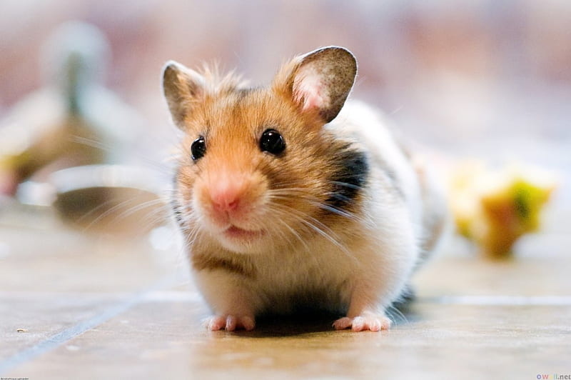 hamster, round, syrian, little, fluffy, HD wallpaper