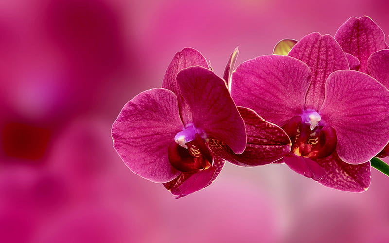 Pink Orchid Tropical Flowers Orchid Branch Beautiful Flowers Hd Wallpaper Peakpx